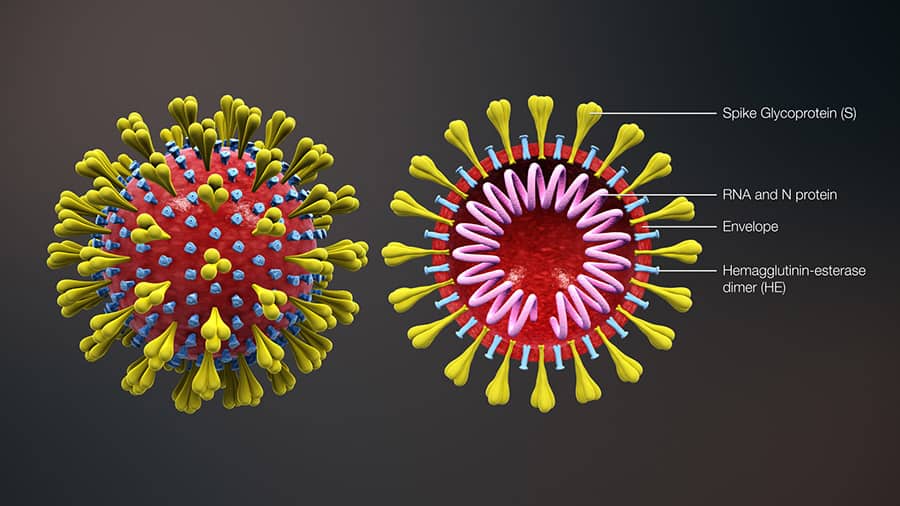 Coronavirus in 3D